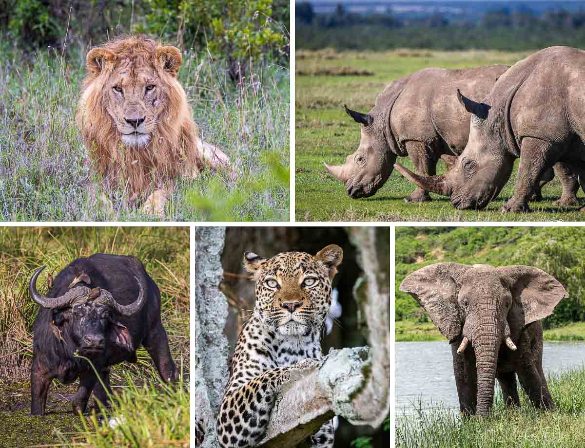 African big five grid - 1