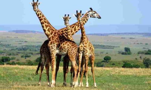Africa